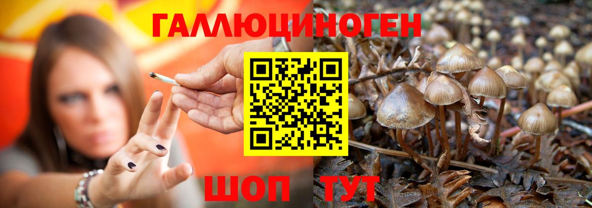 Псилоцибиновые грибы Psilocybine cubensis Вичуга